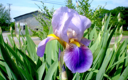 Les premiers Iris fleurissent, pour notre communauté !