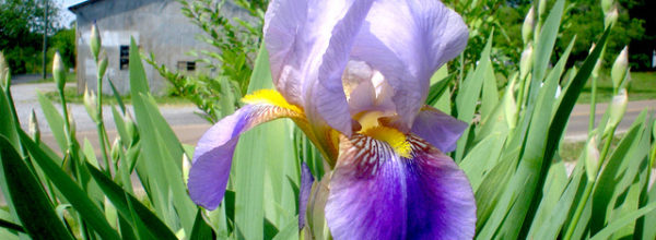 Les premiers Iris fleurissent, pour notre communauté !