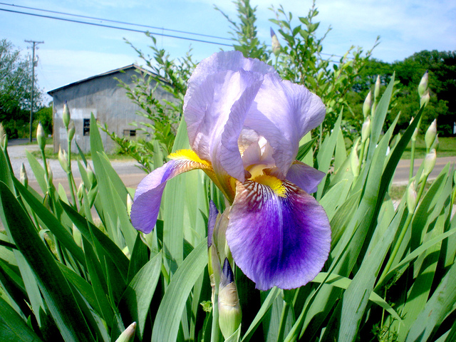 Les premiers Iris fleurissent, pour notre communauté !