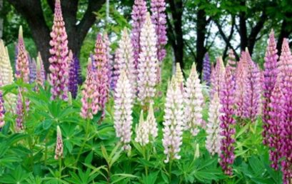 Un lupin des jardins qui ne passe pas inaperçu