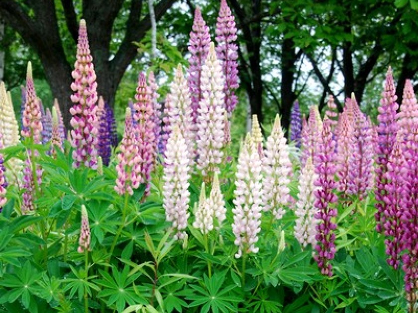 Un lupin des jardins qui ne passe pas inaperçu