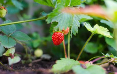 Les premières fraises du jardin !