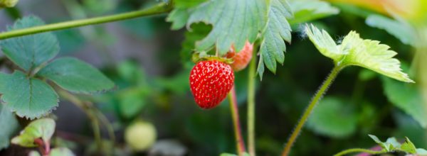 Les premières fraises du jardin !