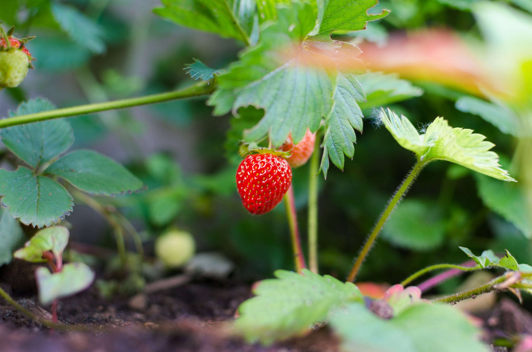 Les premières fraises du jardin !