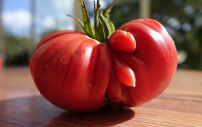 Une tomate très étrange…