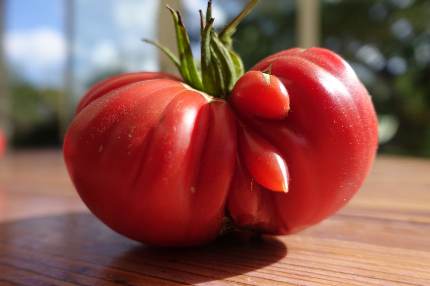 Une tomate très étrange…