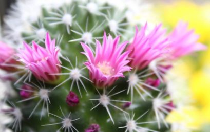 Cactus en fleur !