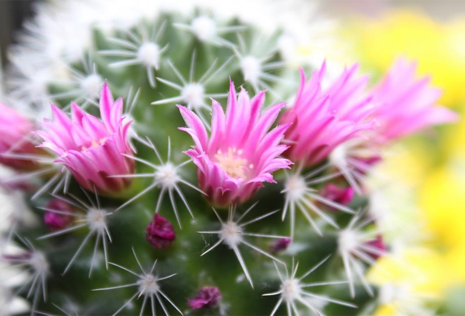 Cactus en fleur !