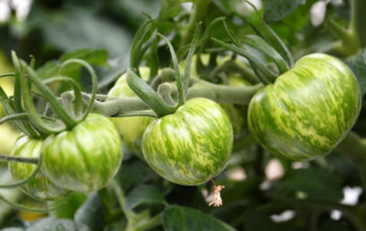 Tomates Green Zebra