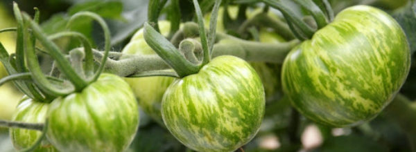 Tomates Green Zebra