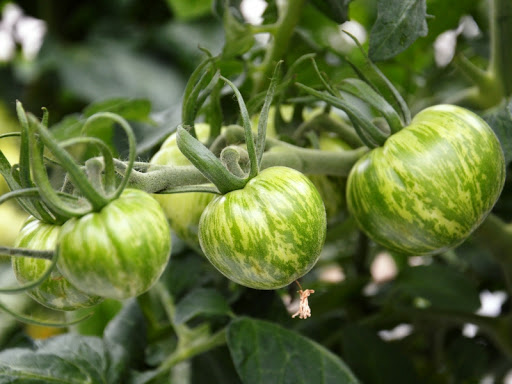 Tomates Green Zebra