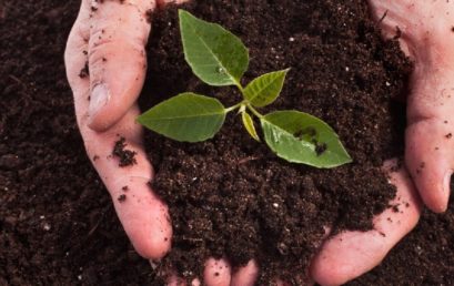 Compost : pourquoi et comment le réaliser ?