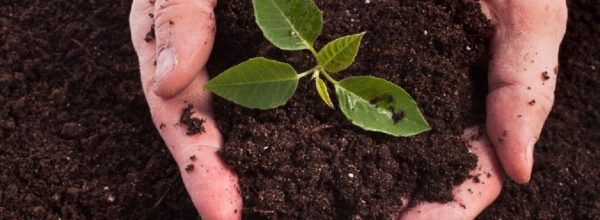 Compost : pourquoi et comment le réaliser ?