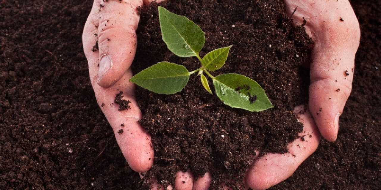 Compost : pourquoi et comment le réaliser ?