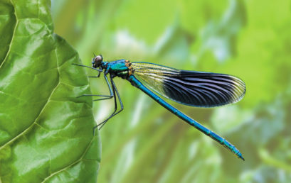 La libellule, un insecte utile au jardin