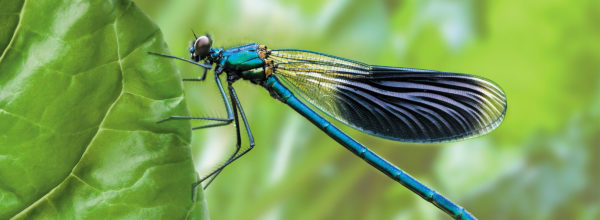 La libellule, un insecte utile au jardin