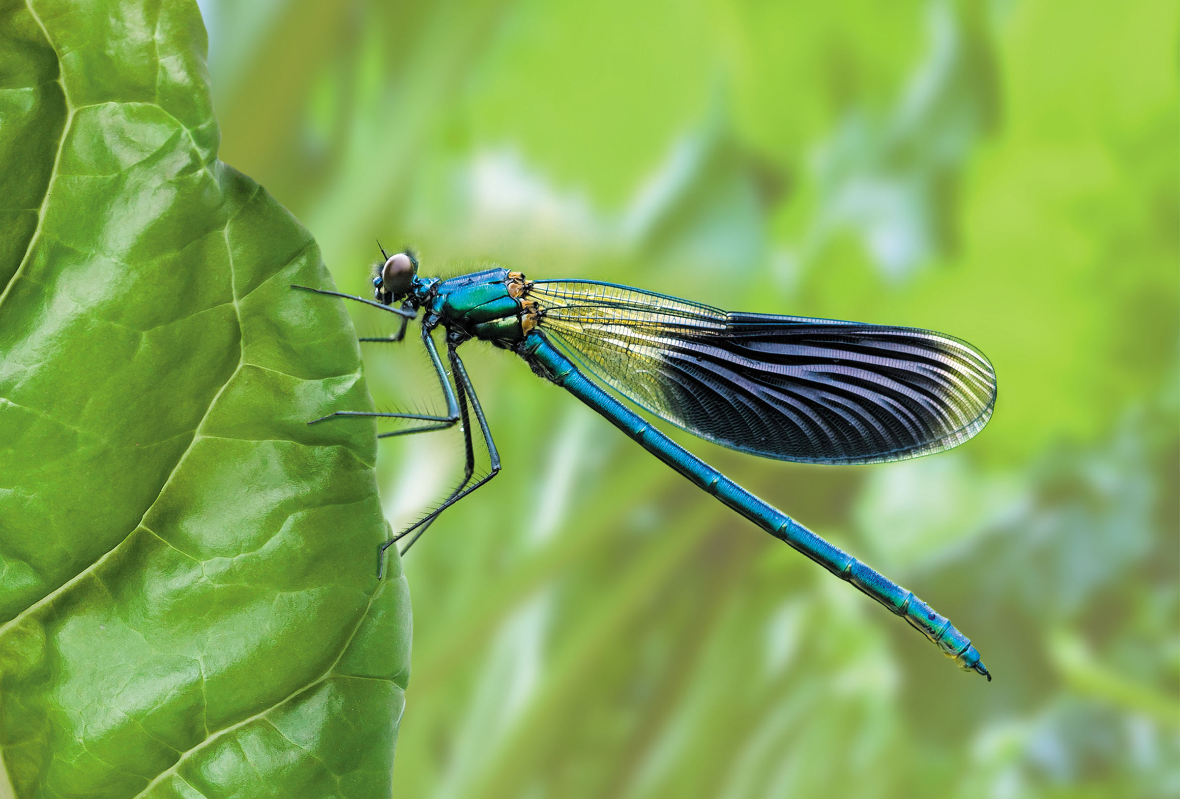 La libellule, un insecte utile au jardin