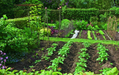 Préparer son potager pour l’hiver