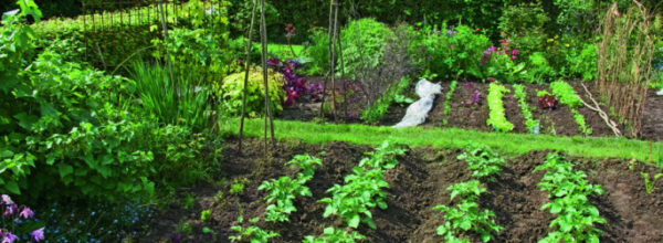 Préparer son potager pour l’hiver