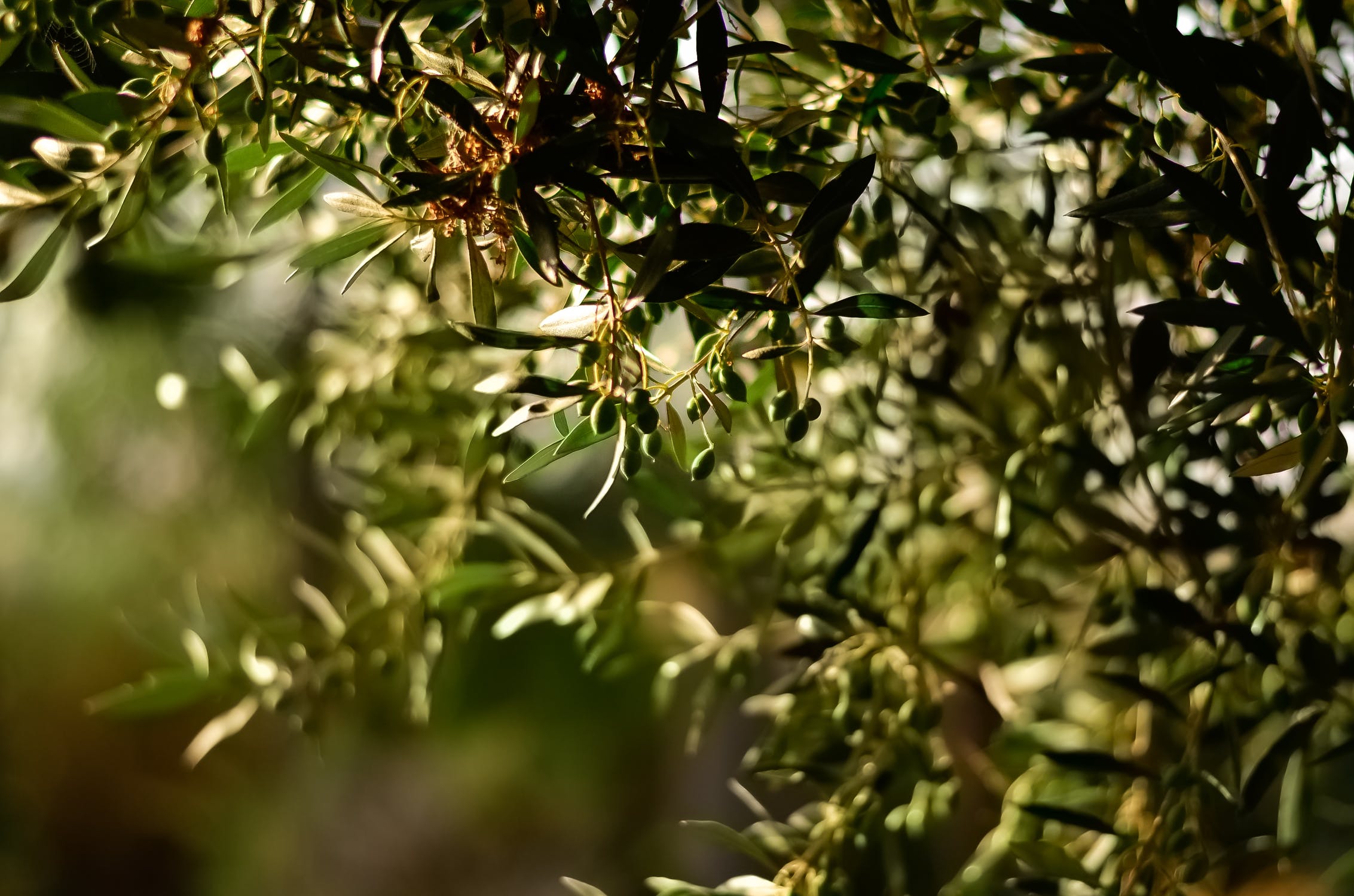L’olivier en periode hivernale