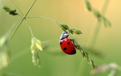 Les coccinelles