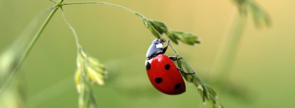 Les coccinelles