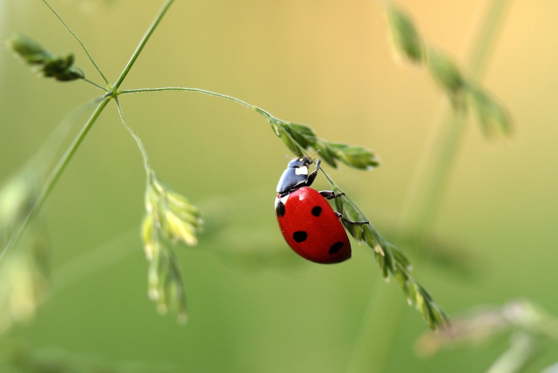 Les coccinelles