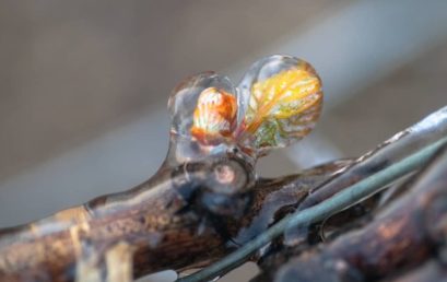 Comment protéger votre jardin des gelées de printemps ?