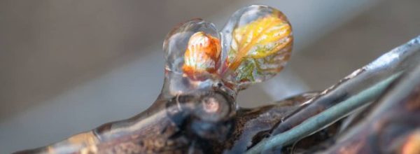 Comment protéger votre jardin des gelées de printemps ?