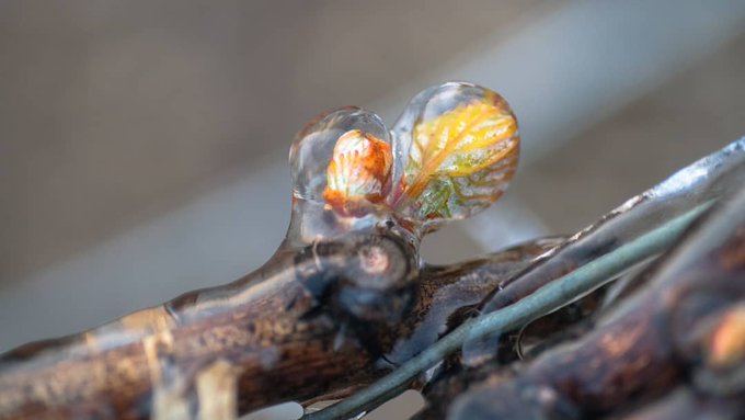 Comment protéger votre jardin des gelées de printemps ?