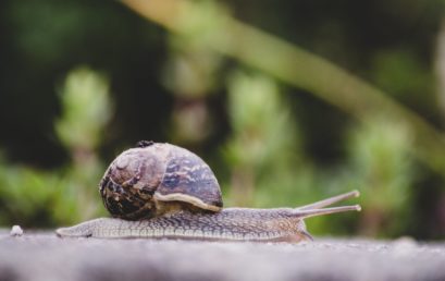 Comment se débarrasser des escargots et limaces