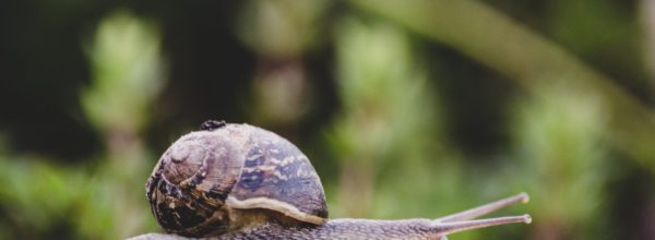 Comment se débarrasser des escargots et limaces