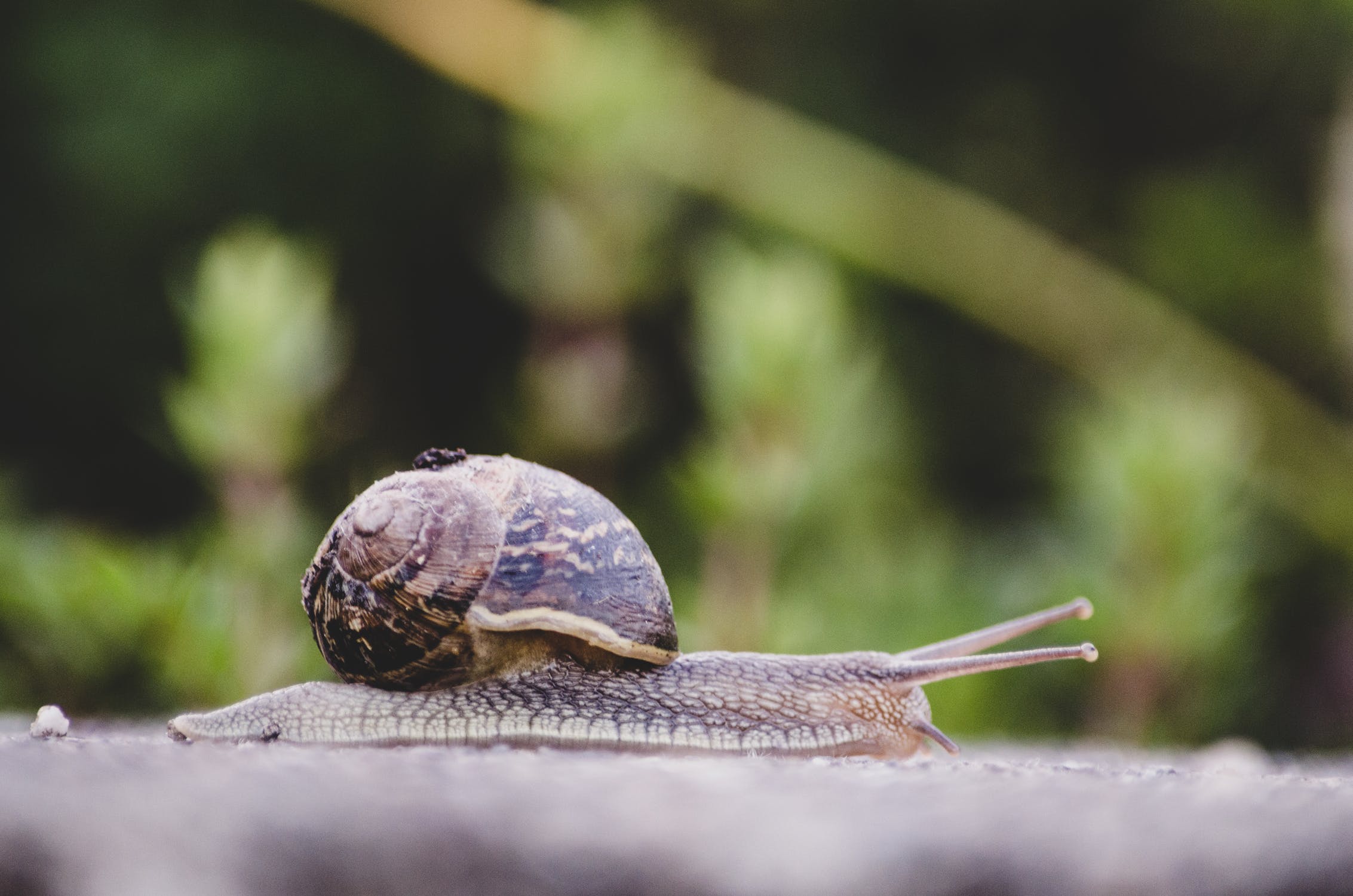 Comment se débarrasser des escargots et limaces