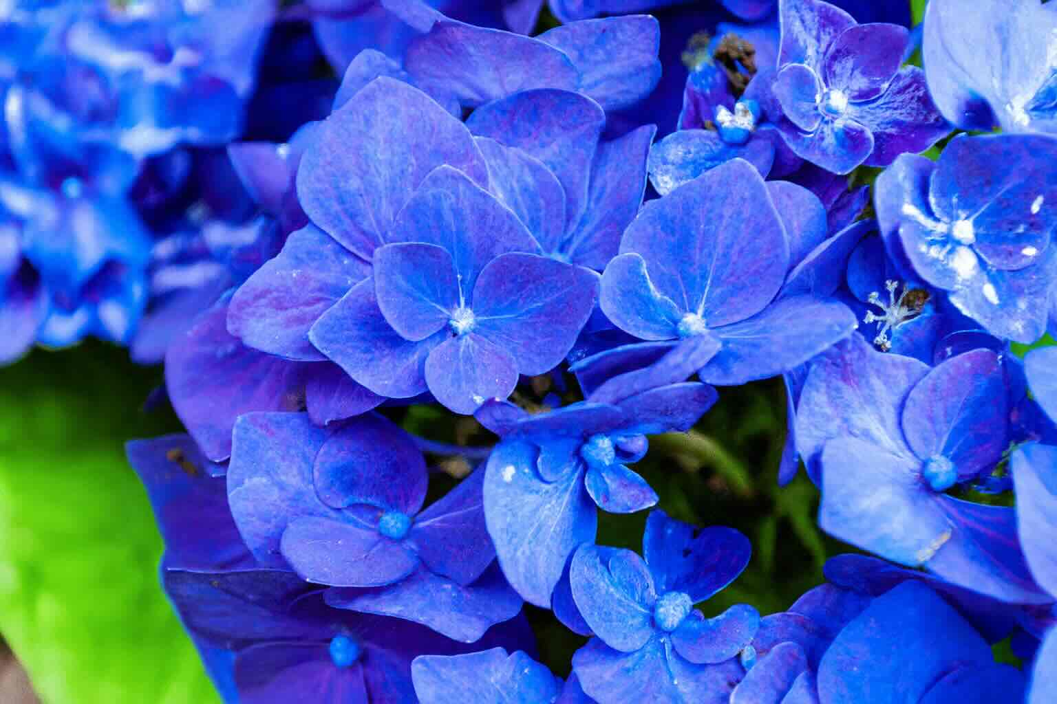hydrangeas