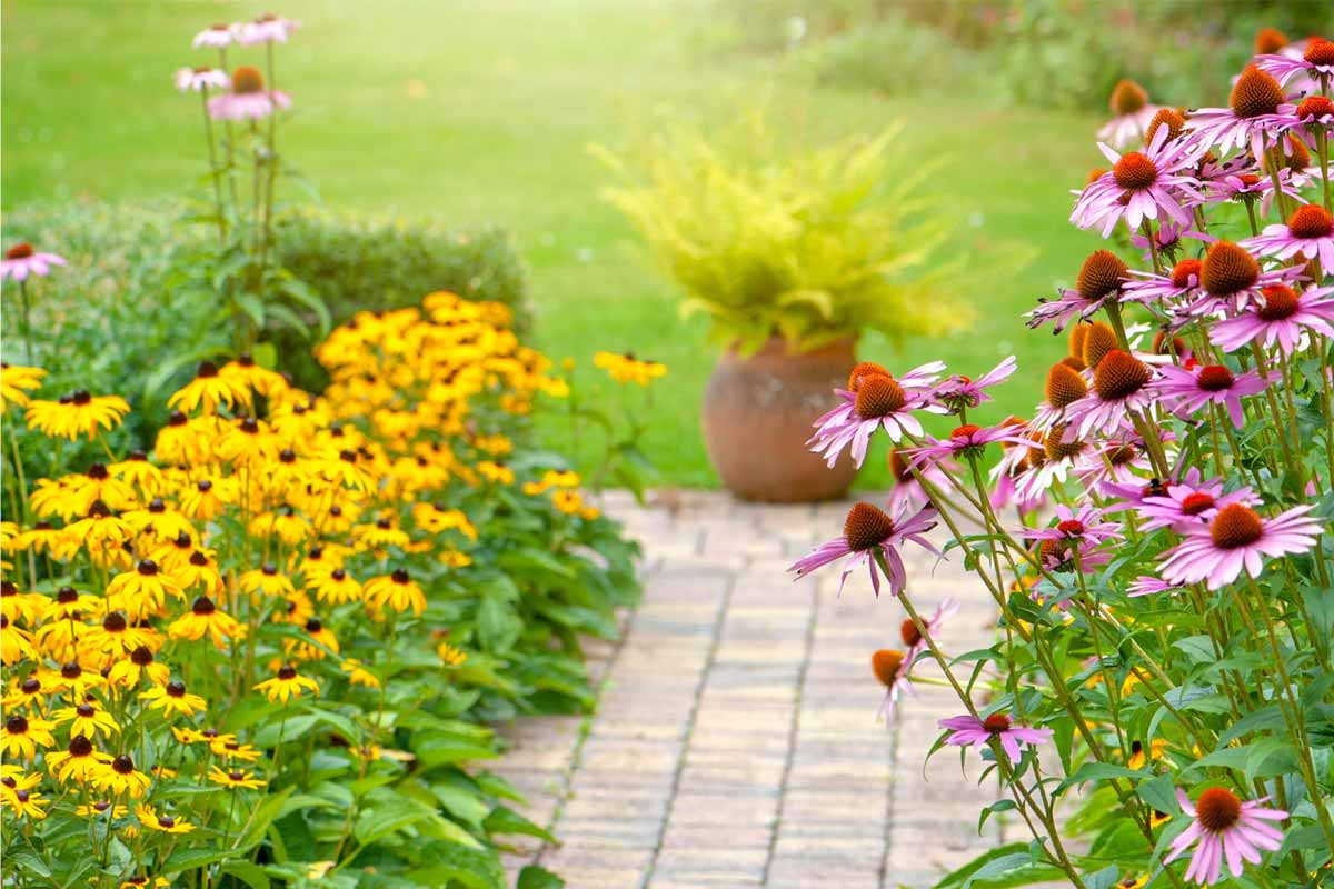 perennials