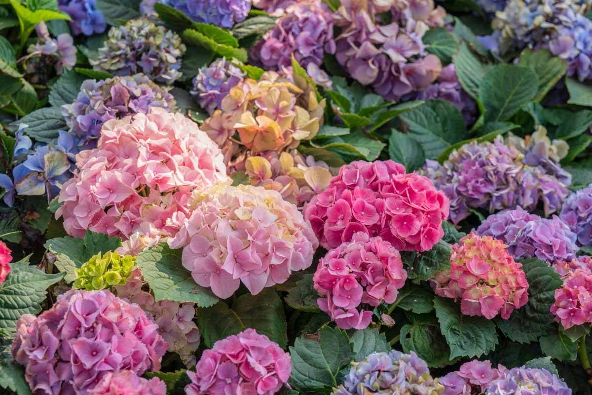 hydrangeas