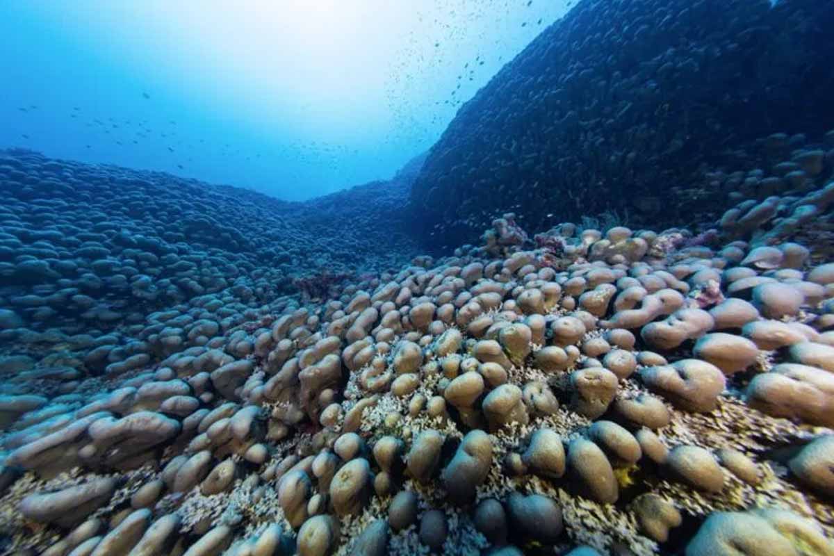 underwater creature