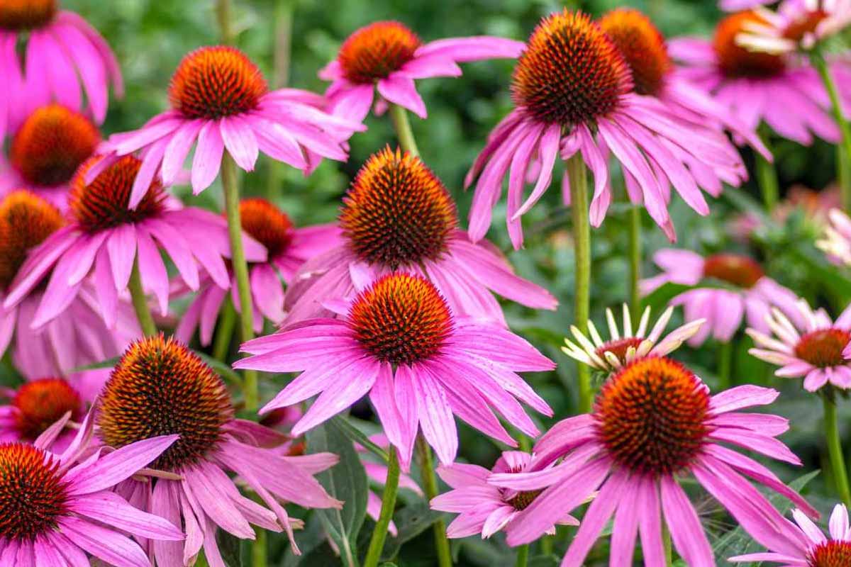 perennials