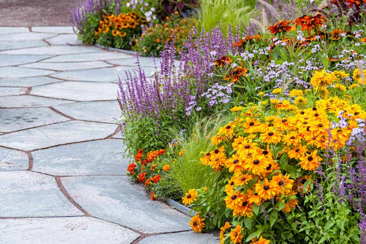Perennial Plants