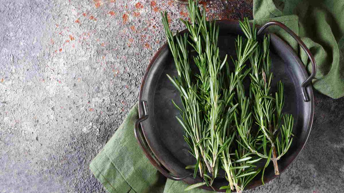 rosemary