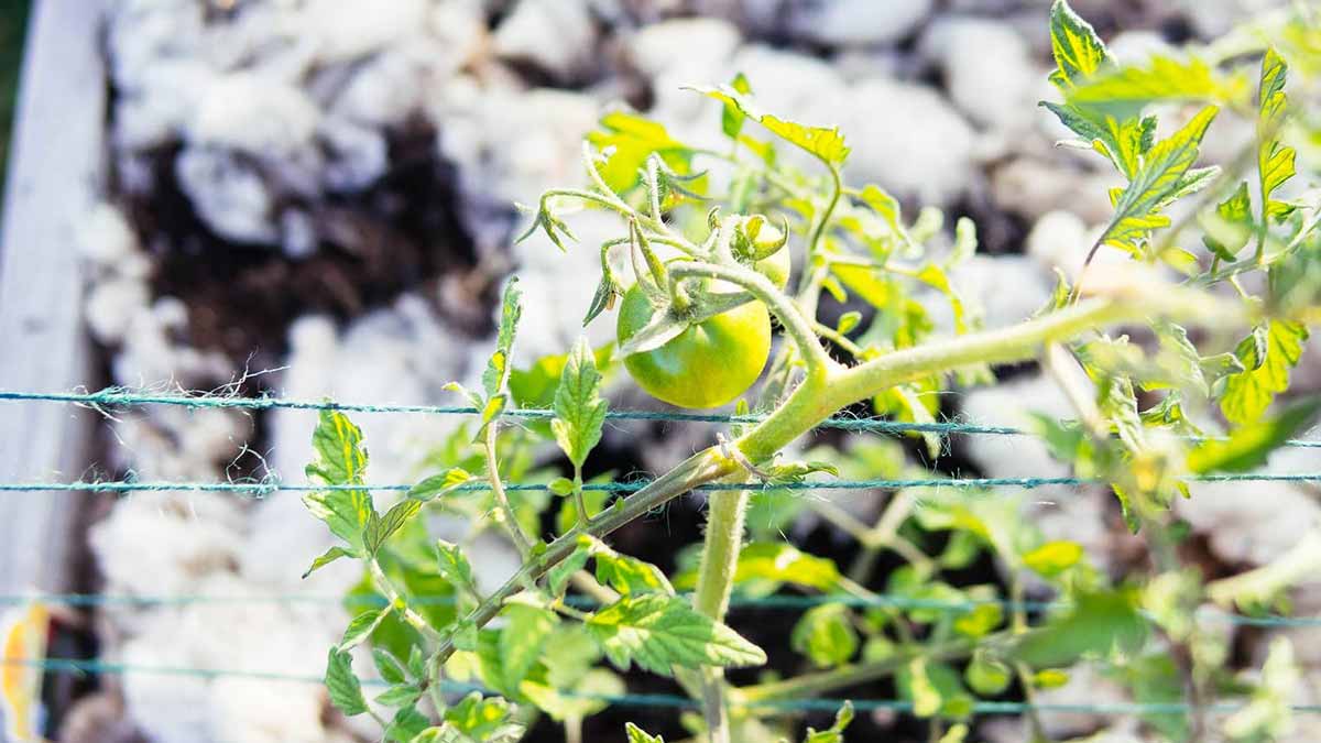 tomato