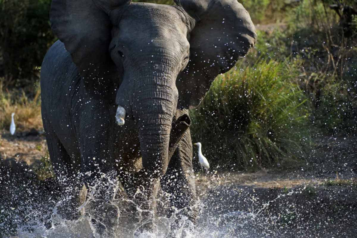 elephant