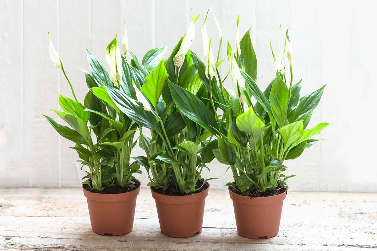 Peace Lily