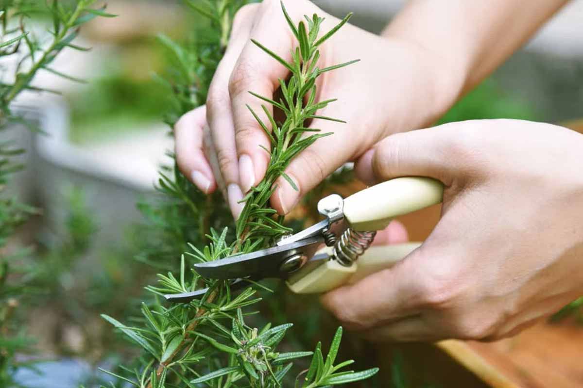 rosemary