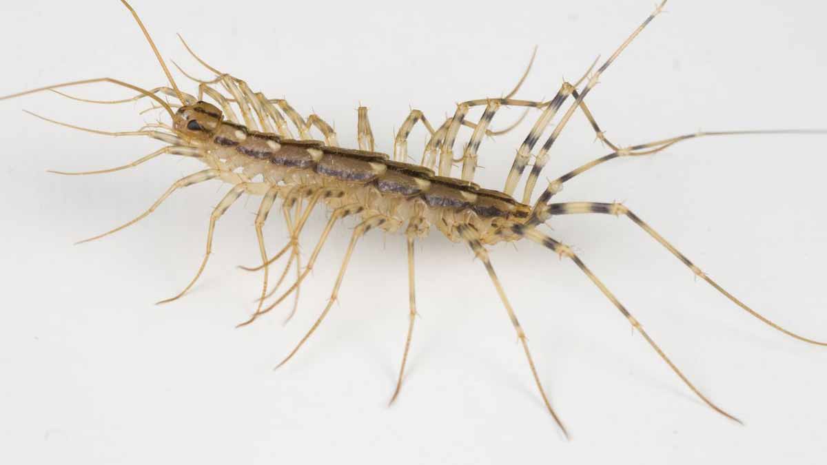 centipedes