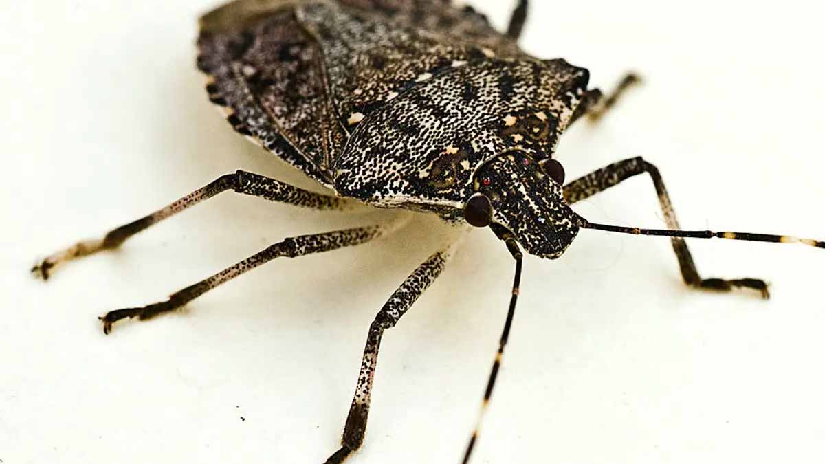 stink bugs