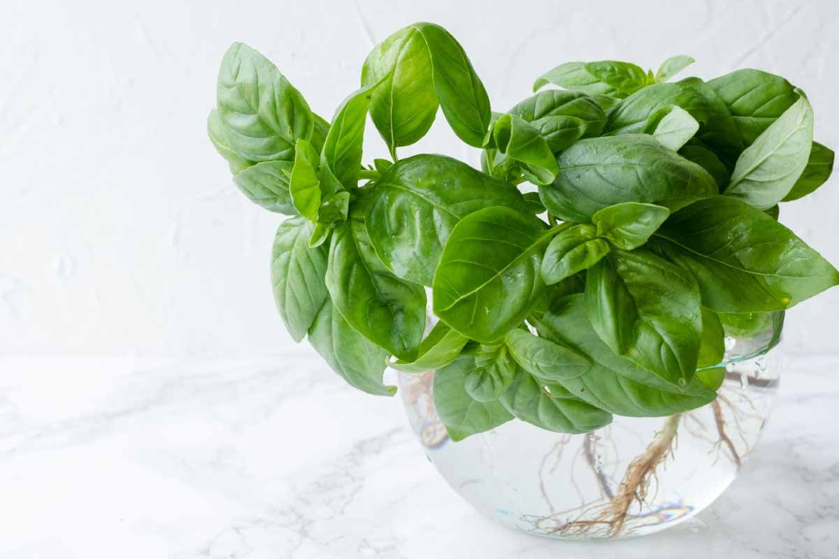 Basil