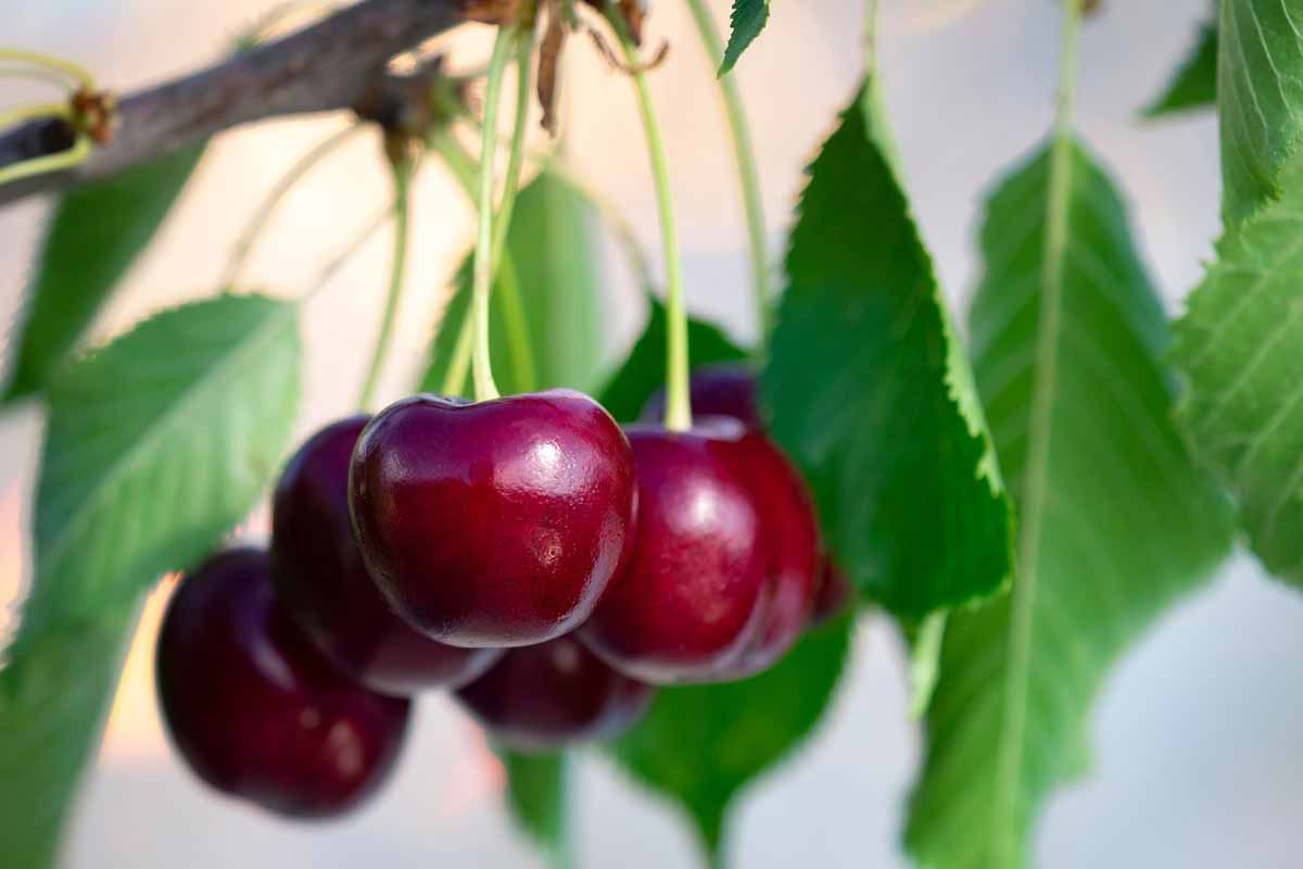 cherry