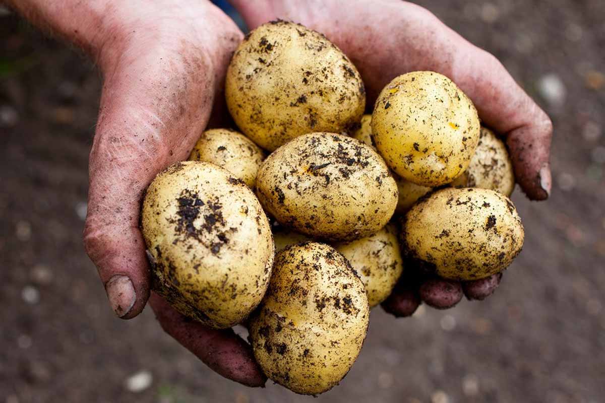 potatoes