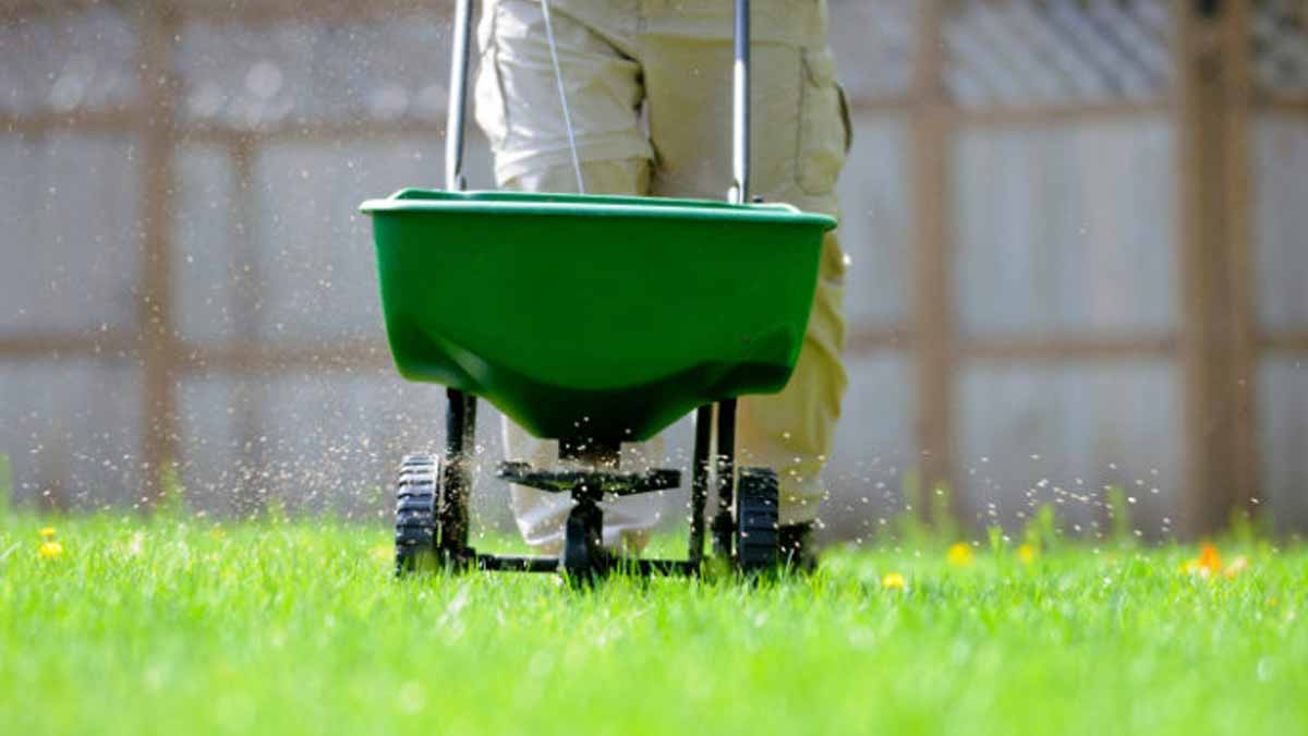 lawn
